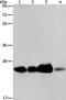 ADP-ribosylation factor-related protein 1 antibody, PA5-50606, Invitrogen Antibodies, Western Blot image 