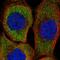 Zinc Finger Protein 598 antibody, HPA041896, Atlas Antibodies, Immunofluorescence image 