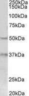 Forkhead Box A1 antibody, MBS420148, MyBioSource, Western Blot image 