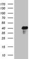 POU domain, class 4, transcription factor 3 antibody, CF808720, Origene, Western Blot image 