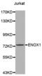 Ecto-NOX Disulfide-Thiol Exchanger 1 antibody, abx004274, Abbexa, Western Blot image 