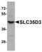 Solute Carrier Family 35 Member D3 antibody, PA5-72721, Invitrogen Antibodies, Western Blot image 