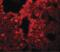 Sushi Repeat Containing Protein X-Linked 2 antibody, PA5-20844, Invitrogen Antibodies, Immunofluorescence image 