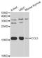 C-C Motif Chemokine Ligand 5 antibody, orb192848, Biorbyt, Western Blot image 