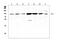 Gelsolin antibody, PA2109, Boster Biological Technology, Western Blot image 