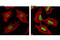 Histone H3 antibody, 8173T, Cell Signaling Technology, Immunofluorescence image 
