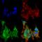 Ankyrin-2 antibody, SMC-400D-ALP, StressMarq, Immunocytochemistry image 