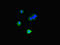 Docking Protein 2 antibody, LS-C677721, Lifespan Biosciences, Immunofluorescence image 