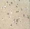 Coiled-Coil Serine Rich Protein 1 antibody, LS-C165502, Lifespan Biosciences, Immunohistochemistry frozen image 