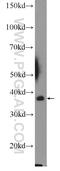 Mitochondrial Ribosomal Protein L44 antibody, 16394-1-AP, Proteintech Group, Western Blot image 