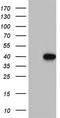 Homeobox protein MOX-1 antibody, TA804737, Origene, Western Blot image 