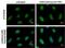Replication Protein A2 antibody, GTX70243, GeneTex, Immunofluorescence image 