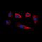 Glycerate Kinase antibody, LS-C368835, Lifespan Biosciences, Immunofluorescence image 