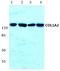 Procollagen type I C-terminal propeptide antibody, AP06516PU-N, Origene, Western Blot image 