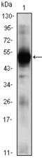 V(D)J recombination-activating protein 2 antibody, M00352, Boster Biological Technology, Western Blot image 