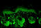 Superoxide Dismutase 2 antibody, LS-C229520, Lifespan Biosciences, Immunofluorescence image 