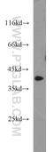 APOL1 antibody, 11486-2-AP, Proteintech Group, Western Blot image 