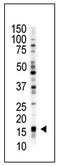 UBE2L3 antibody, AP11976PU-N, Origene, Western Blot image 