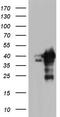 Nuclear Receptor Binding Factor 2 antibody, CF804086, Origene, Western Blot image 