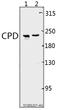 Carboxypeptidase D antibody, A00975, Boster Biological Technology, Western Blot image 