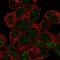RNA Binding Protein With Serine Rich Domain 1 antibody, HPA044014, Atlas Antibodies, Immunofluorescence image 