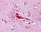 LIM Homeobox 8 antibody, orb89987, Biorbyt, Immunohistochemistry paraffin image 