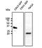Caveolin 2 antibody, orb182399, Biorbyt, Western Blot image 