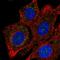 Cytochrome C Oxidase Assembly Homolog COX15 antibody, HPA066096, Atlas Antibodies, Immunocytochemistry image 