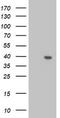 Leucine carboxyl methyltransferase 1 antibody, LS-C786184, Lifespan Biosciences, Western Blot image 