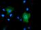 Peptidase D antibody, GTX83909, GeneTex, Immunofluorescence image 