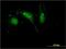 H2A Histone Family Member V antibody, H00094239-M08, Novus Biologicals, Immunofluorescence image 