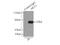 Akt antibody, 10176-2-AP, Proteintech Group, Immunoprecipitation image 
