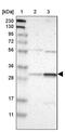 RAD1 Checkpoint DNA Exonuclease antibody, PA5-52326, Invitrogen Antibodies, Western Blot image 