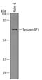 Syntaxin Binding Protein 3 antibody, AF5659, R&D Systems, Western Blot image 