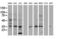 Developmental pluripotency-associated protein 4 antibody, M10283-1, Boster Biological Technology, Western Blot image 