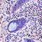 Leucine Rich Repeat Containing 1 antibody, orb74467, Biorbyt, Immunohistochemistry paraffin image 
