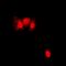 PIN1 antibody, orb315653, Biorbyt, Immunofluorescence image 