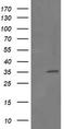 Replication Factor C Subunit 2 antibody, TA505033BM, Origene, Western Blot image 