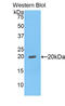 Fc Fragment Of IgG Binding Protein antibody, LS-B16368, Lifespan Biosciences, Western Blot image 