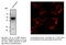 RAB1A, Member RAS Oncogene Family antibody, AB7818-200, SICGEN, Western Blot image 