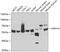 Heat Shock Protein Family A (Hsp70) Member 14 antibody, GTX65826, GeneTex, Western Blot image 