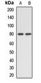 Pentatricopeptide Repeat Domain 3 antibody, LS-C668784, Lifespan Biosciences, Western Blot image 