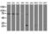 Folate Hydrolase 1 antibody, TA504550S, Origene, Western Blot image 