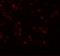 Anaphase Promoting Complex Subunit 13 antibody, 5739, ProSci, Immunofluorescence image 