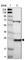 Proline Rich And Gla Domain 4 antibody, HPA009040, Atlas Antibodies, Western Blot image 