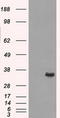 Aldo-Keto Reductase Family 1 Member A1 antibody, CF500741, Origene, Western Blot image 