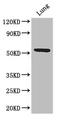 Riboflavin transporter 2 antibody, orb46559, Biorbyt, Western Blot image 