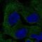 Poly(A) Binding Protein Interacting Protein 2B antibody, NBP2-55980, Novus Biologicals, Immunocytochemistry image 