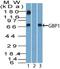 Guanylate Binding Protein 1 antibody, TA336885, Origene, Western Blot image 