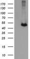 Ciliogenesis Associated TTC17 Interacting Protein antibody, TA505507, Origene, Western Blot image 